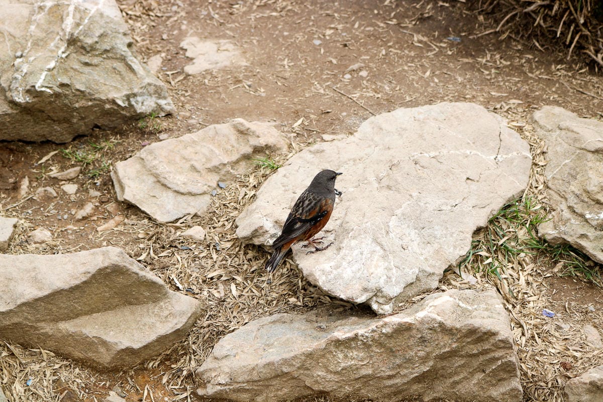 跟老蝦走合歡山兩天一夜 合歡主東峰合歡尖石門山看日出加小奇萊 (上