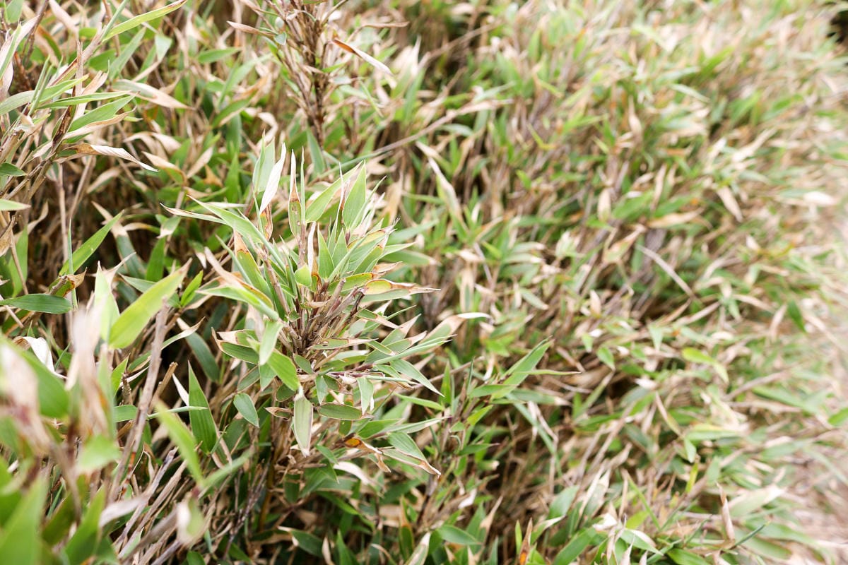 跟老蝦走合歡山兩天一夜 合歡主東峰合歡尖石門山看日出加小奇萊 (上