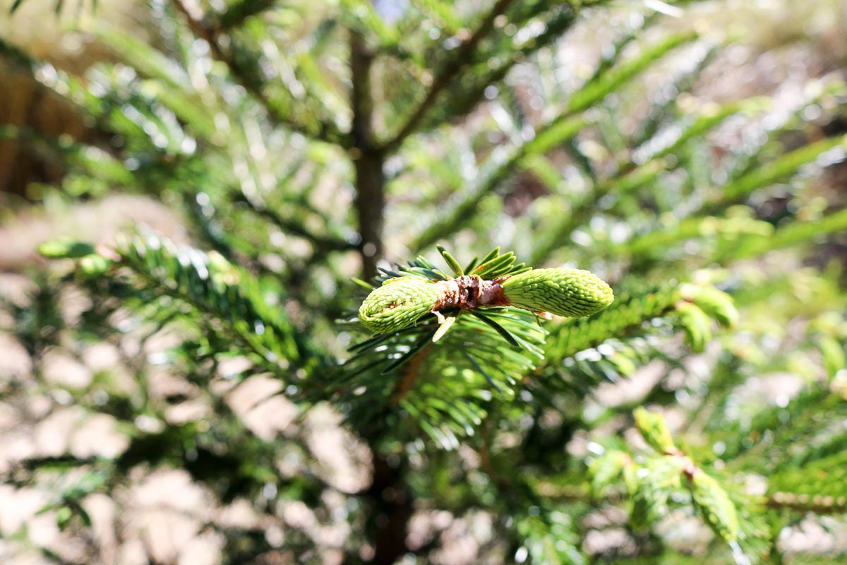 跟老蝦走合歡山兩天一夜 合歡主東峰合歡尖石門山看日出加小奇萊 (下