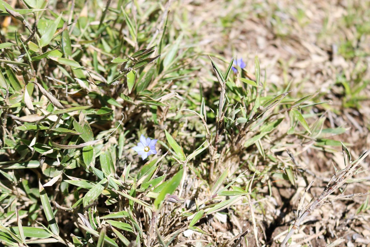 跟老蝦走合歡山兩天一夜 合歡主東峰合歡尖石門山看日出加小奇萊 (下