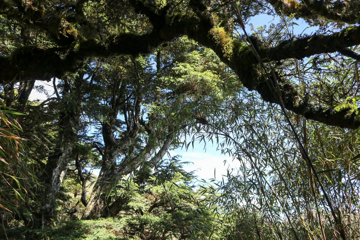 跟老蝦走合歡山兩天一夜 合歡主東峰合歡尖石門山看日出加小奇萊 (下