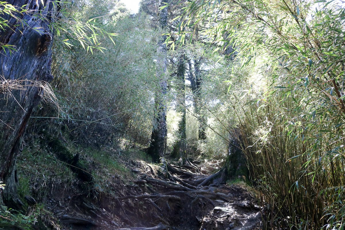 跟老蝦走合歡山兩天一夜 合歡主東峰合歡尖石門山看日出加小奇萊 (下