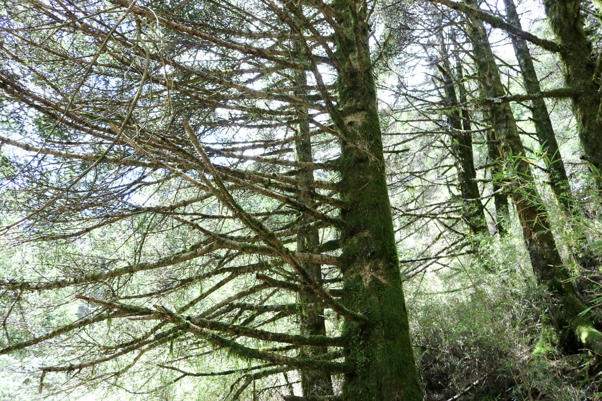 跟老蝦走合歡山兩天一夜 合歡主東峰合歡尖石門山看日出加小奇萊 (下