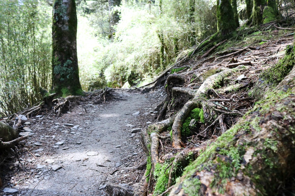 跟老蝦走合歡山兩天一夜 合歡主東峰合歡尖石門山看日出加小奇萊 (下