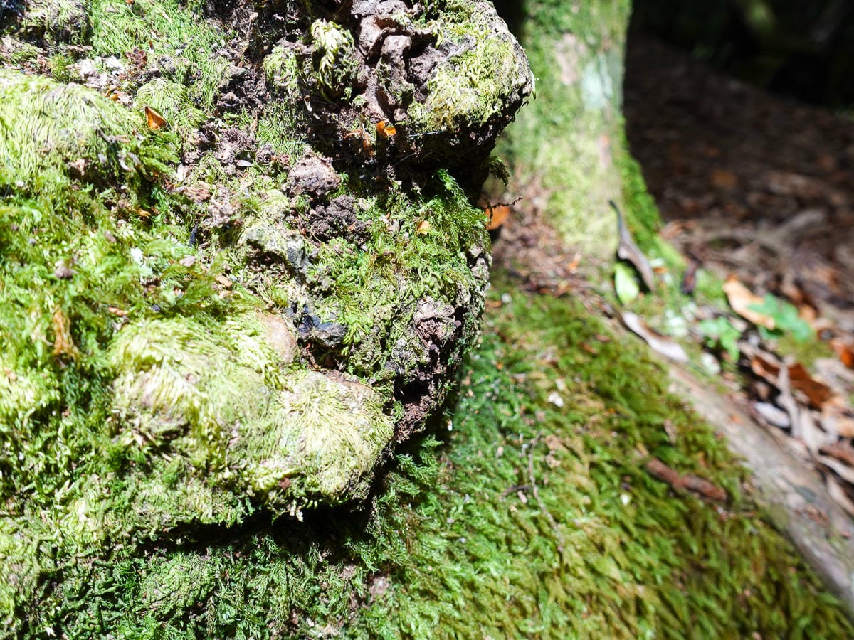 塔曼山登山步道 新北第一高峰拉拉山隔壁 氣氛滿點魔幻森林