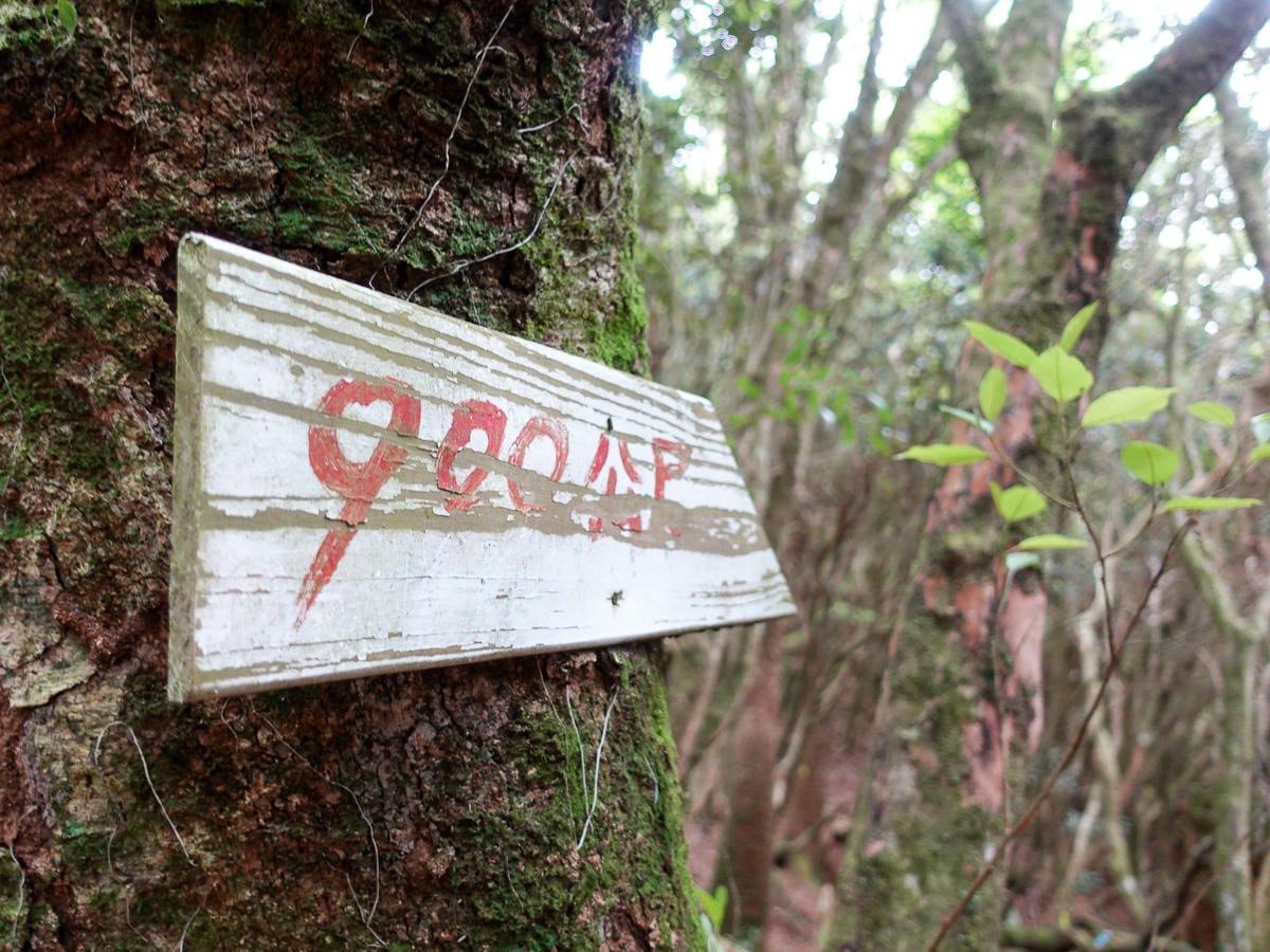 塔曼山登山步道 新北第一高峰拉拉山隔壁 氣氛滿點魔幻森林