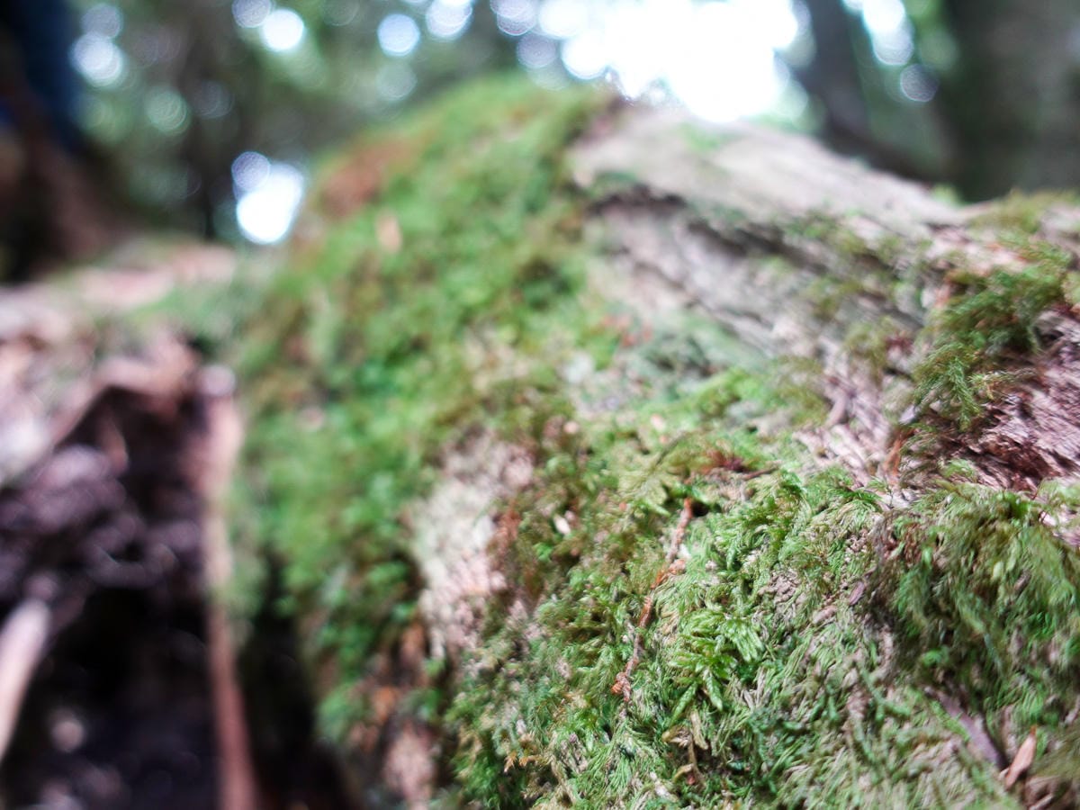 塔曼山登山步道 新北第一高峰拉拉山隔壁 氣氛滿點魔幻森林