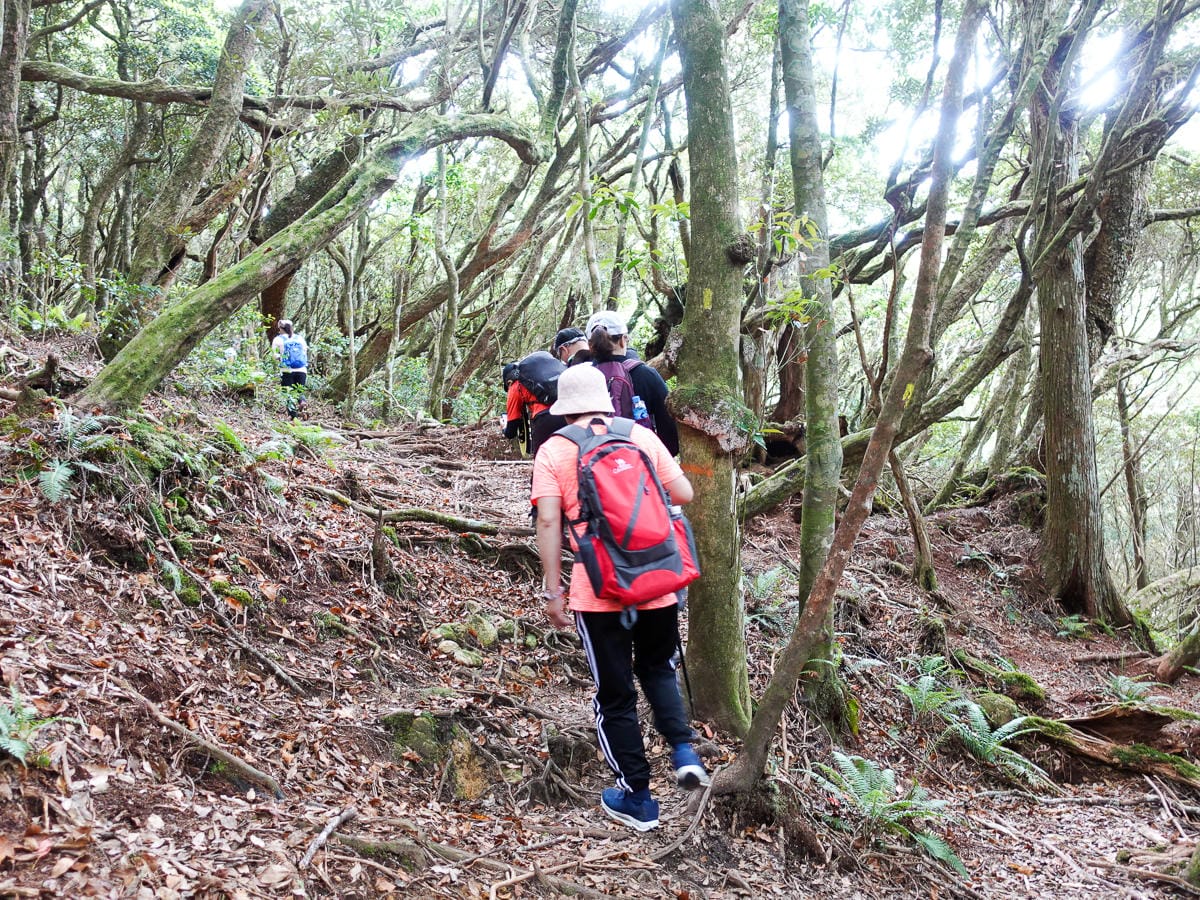 塔曼山登山步道 新北第一高峰拉拉山隔壁 氣氛滿點魔幻森林