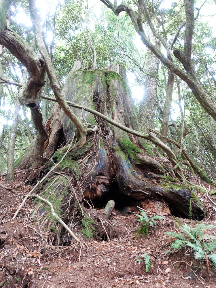 塔曼山登山步道 新北第一高峰拉拉山隔壁 氣氛滿點魔幻森林