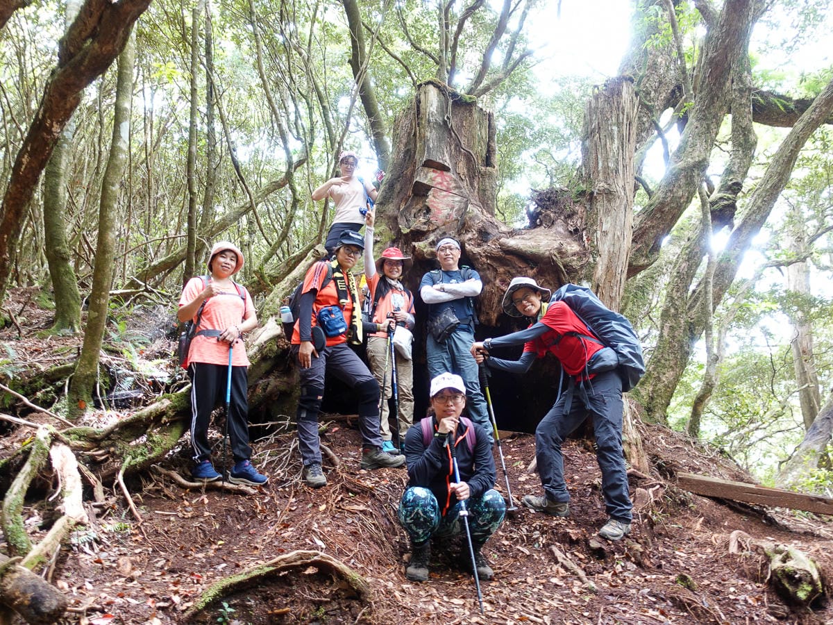 塔曼山登山步道 新北第一高峰拉拉山隔壁 氣氛滿點魔幻森林