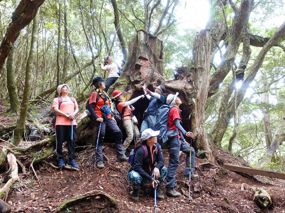 塔曼山登山步道 新北第一高峰拉拉山隔壁 氣氛滿點魔幻森林