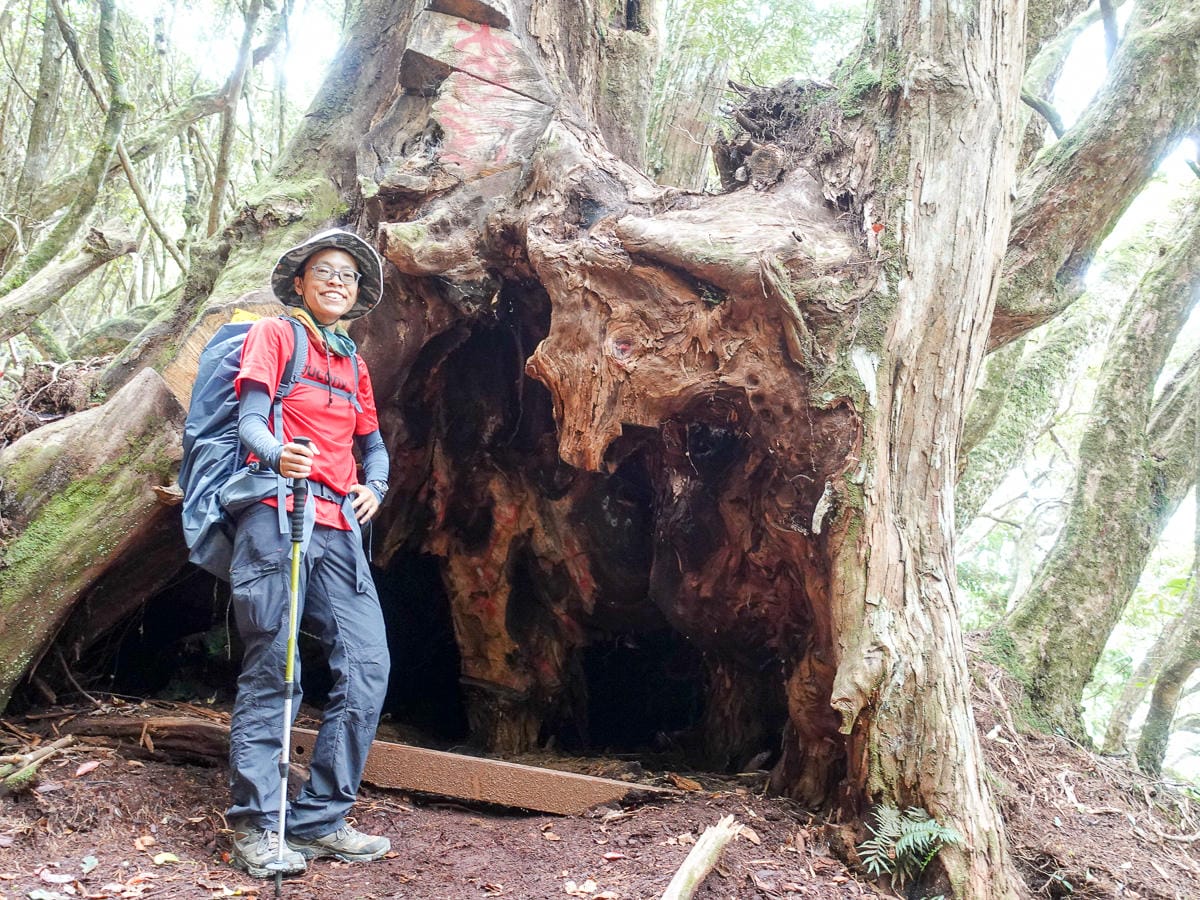 塔曼山登山步道 新北第一高峰拉拉山隔壁 氣氛滿點魔幻森林