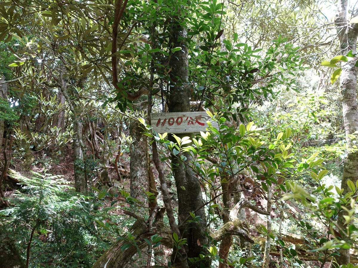 塔曼山登山步道 新北第一高峰拉拉山隔壁 氣氛滿點魔幻森林