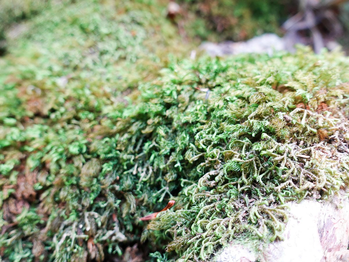 塔曼山登山步道 新北第一高峰拉拉山隔壁 氣氛滿點魔幻森林