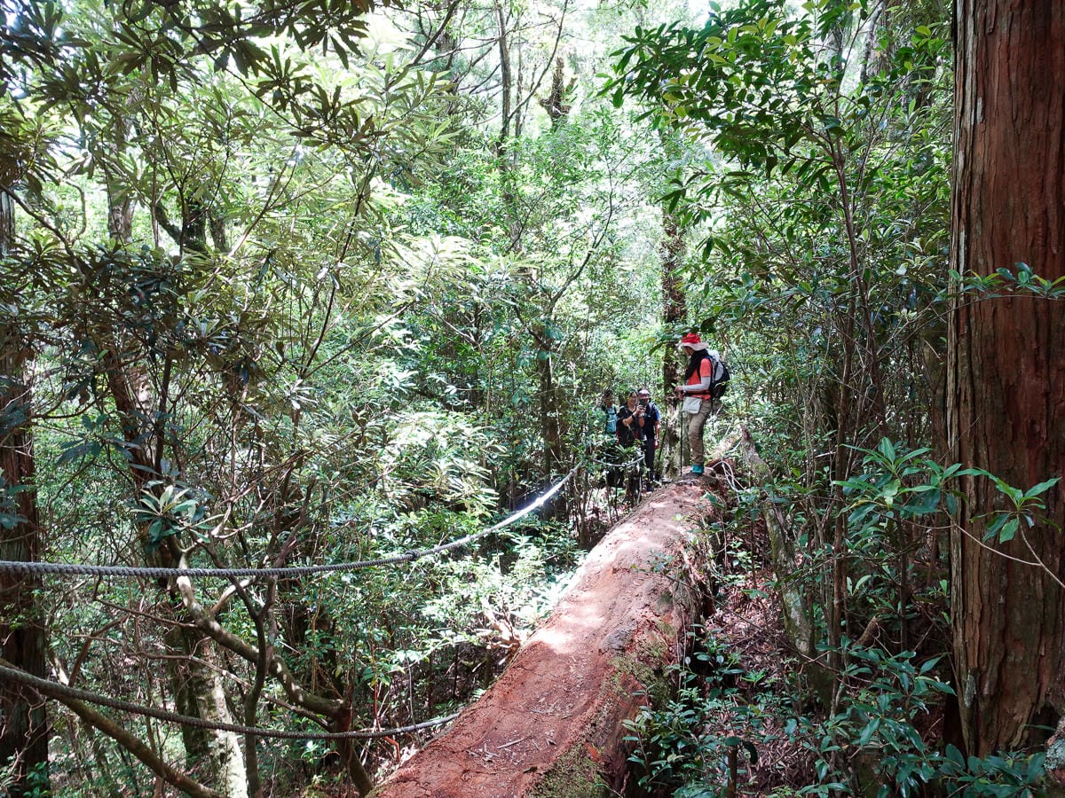 塔曼山登山步道 新北第一高峰拉拉山隔壁 氣氛滿點魔幻森林