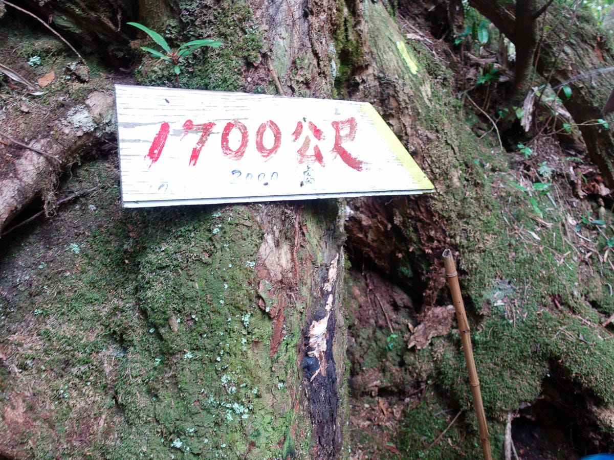 塔曼山登山步道 新北第一高峰拉拉山隔壁 氣氛滿點魔幻森林