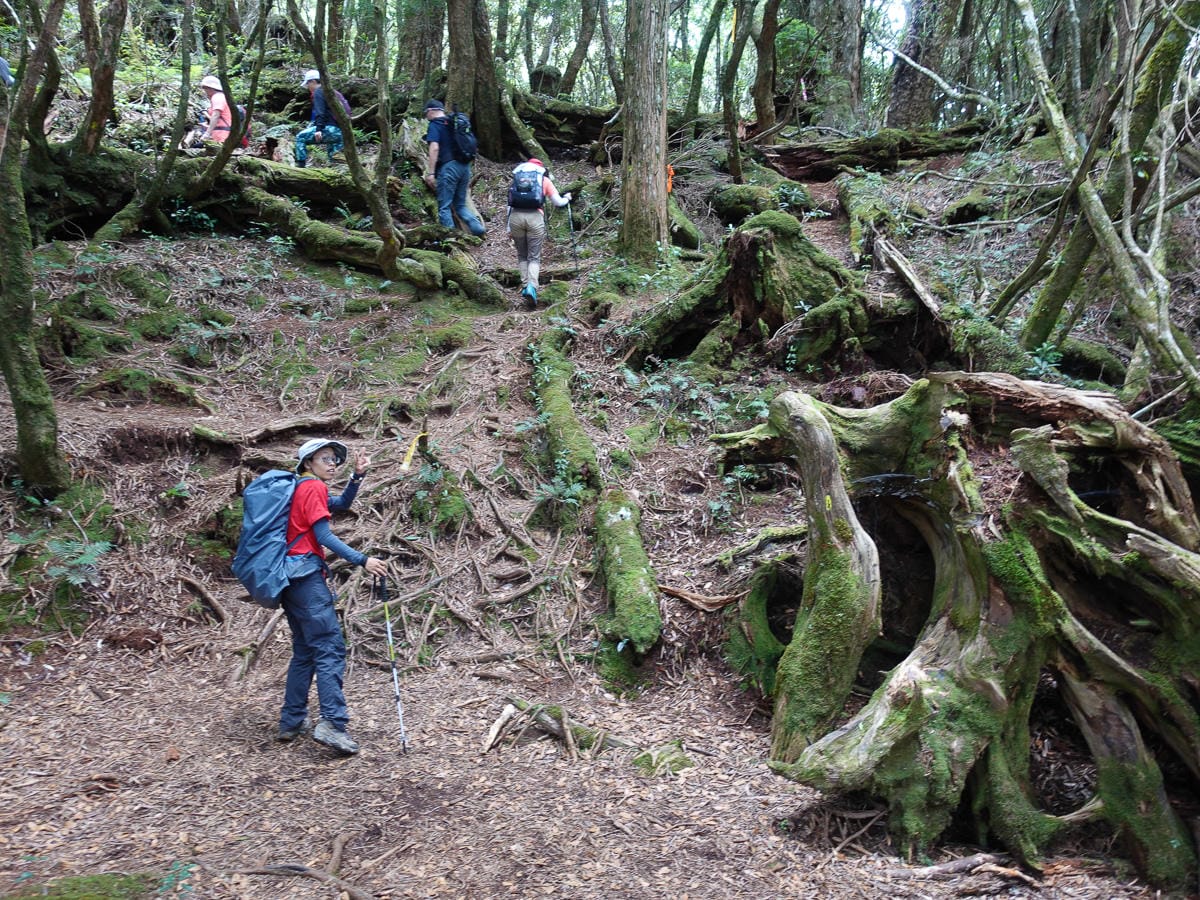 塔曼山登山步道 新北第一高峰拉拉山隔壁 氣氛滿點魔幻森林