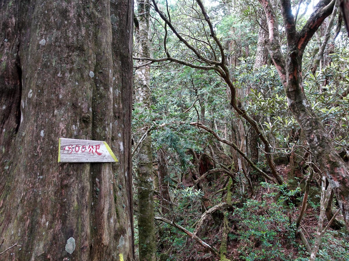 塔曼山登山步道 新北第一高峰拉拉山隔壁 氣氛滿點魔幻森林
