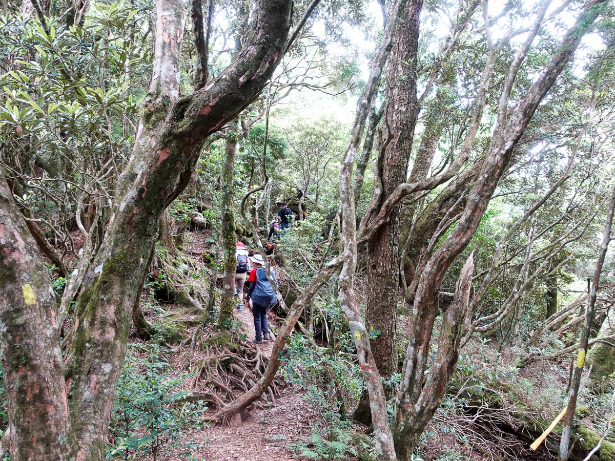 塔曼山登山步道 新北第一高峰拉拉山隔壁 氣氛滿點魔幻森林