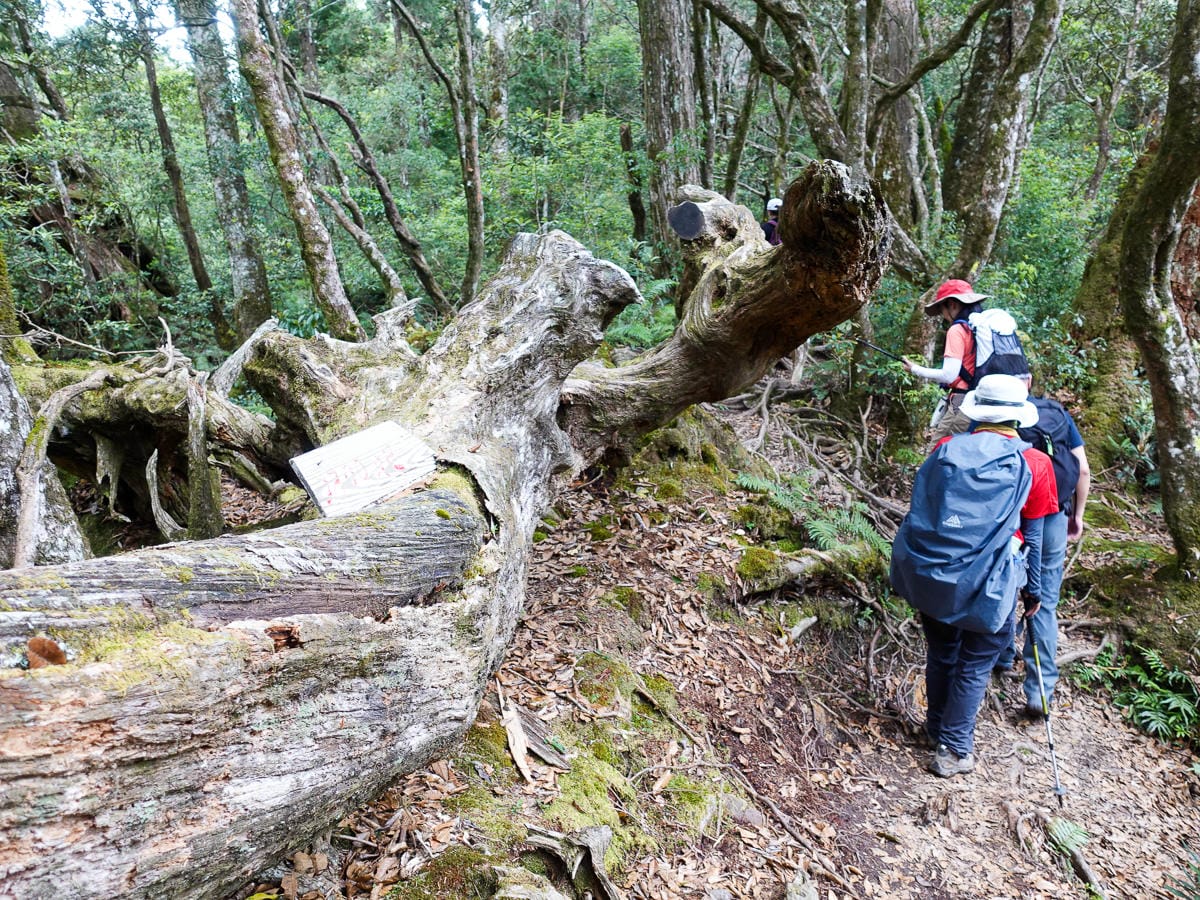 塔曼山登山步道 新北第一高峰拉拉山隔壁 氣氛滿點魔幻森林