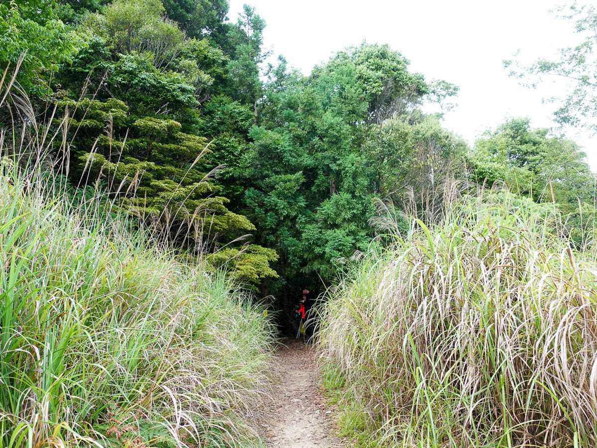 塔曼山登山步道 新北第一高峰拉拉山隔壁 氣氛滿點魔幻森林