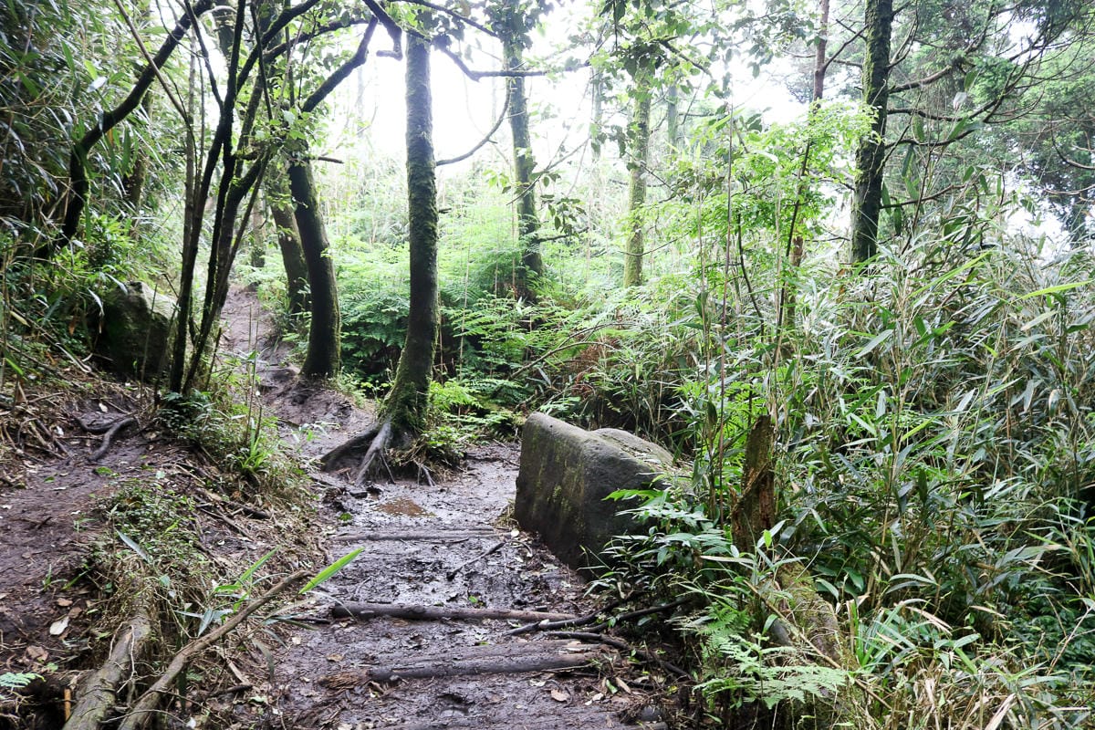 小觀音山群峰 北投三芝健行 直上小觀音山西峰唯美箭竹草坡