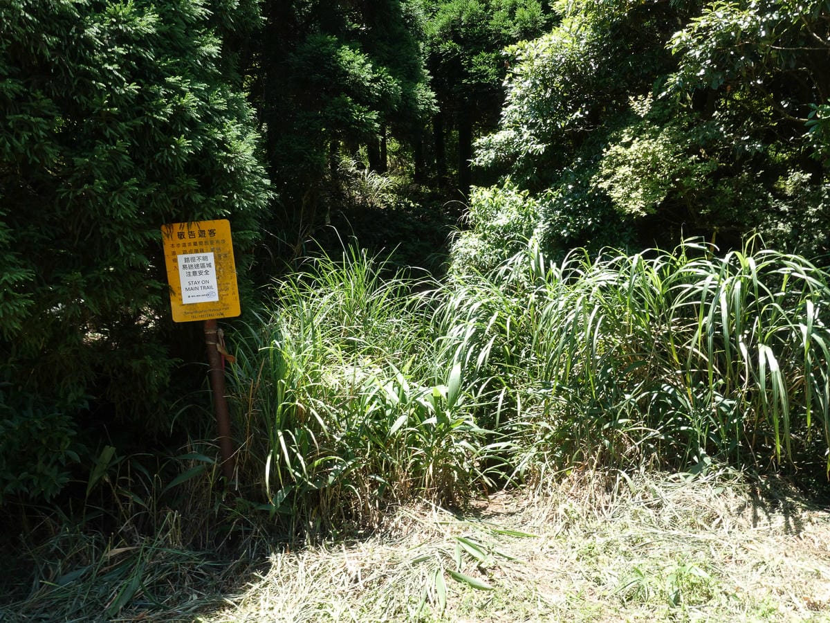小觀音山群峰 北投三芝健行 直上小觀音山西峰唯美箭竹草坡