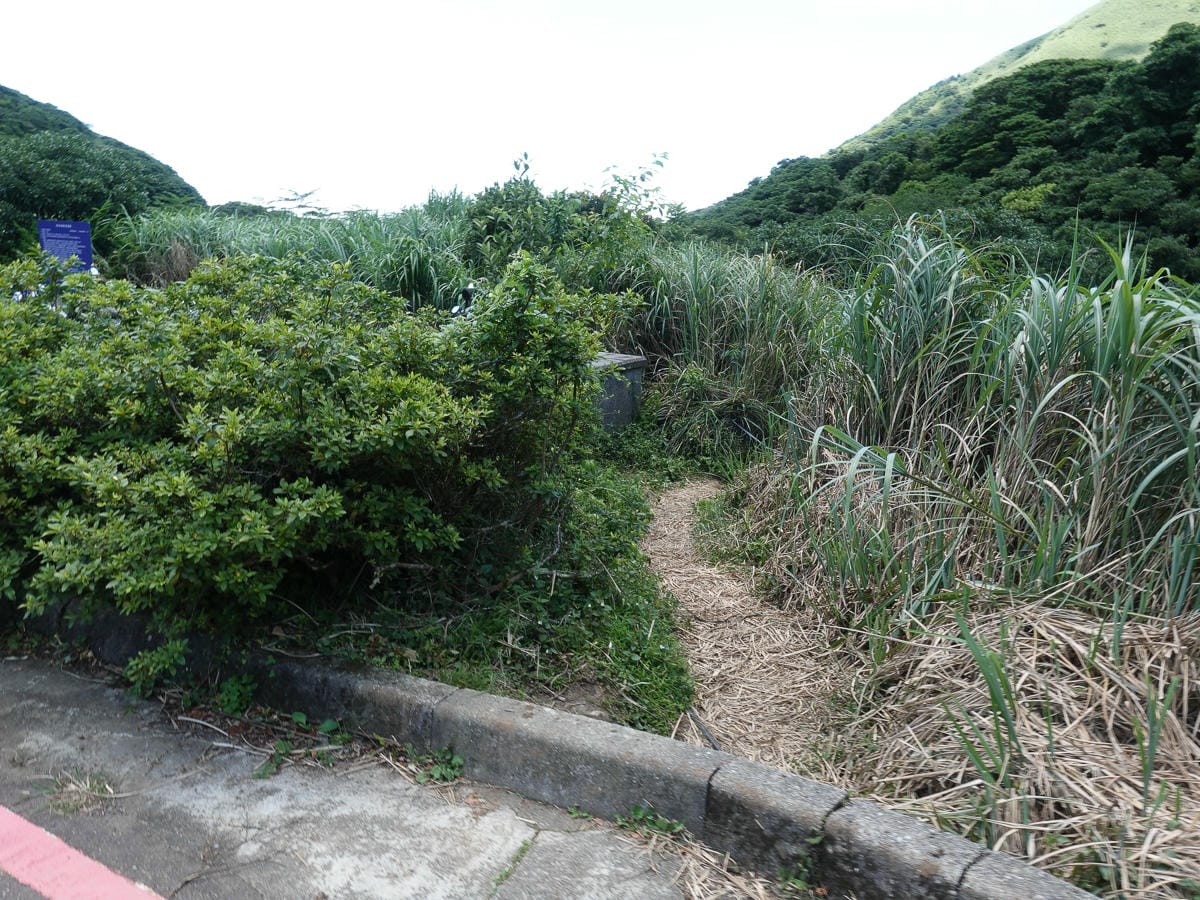 小觀音山群峰 北投三芝健行 直上小觀音山西峰唯美箭竹草坡