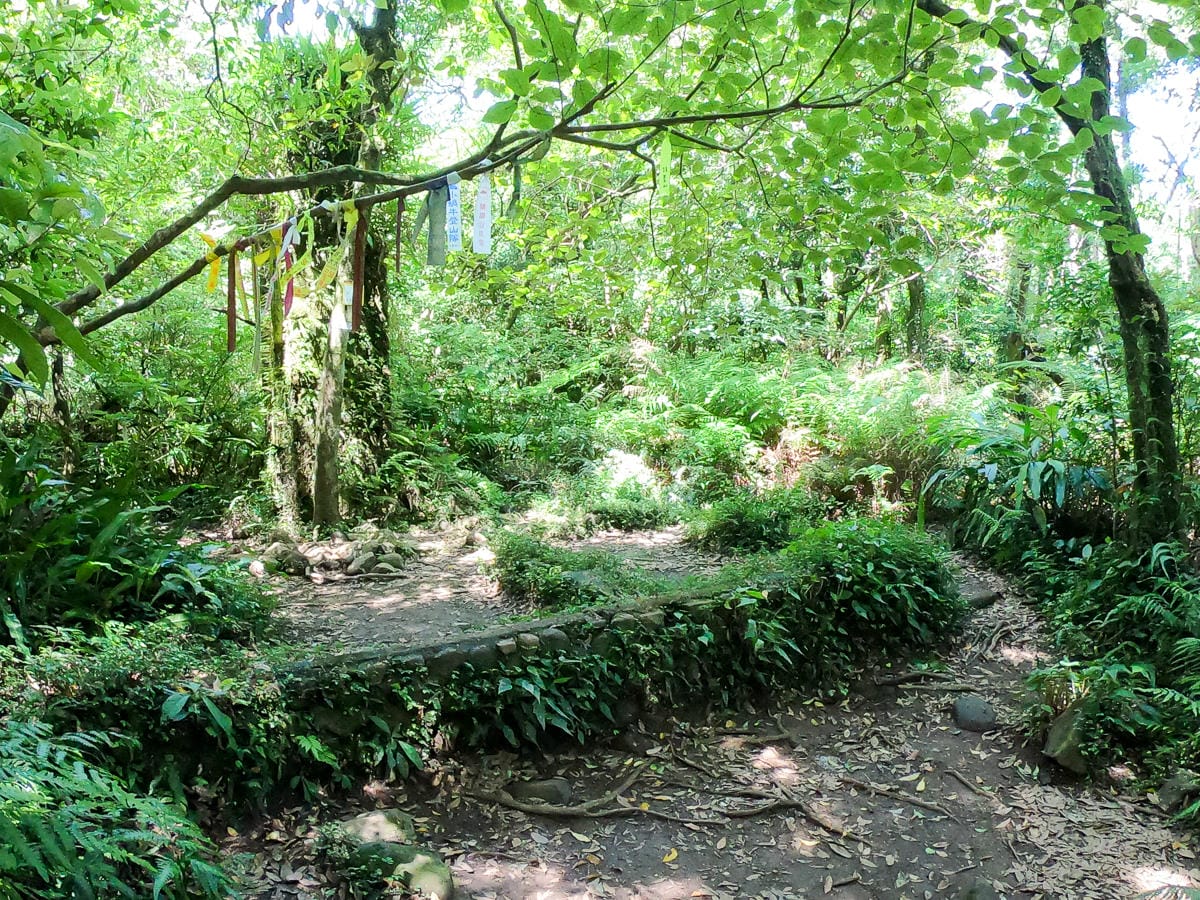 小觀音山群峰 北投三芝健行 直上小觀音山西峰唯美箭竹草坡