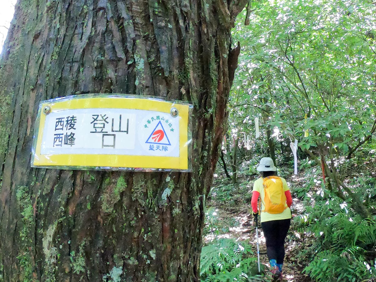 小觀音山群峰 北投三芝健行 直上小觀音山西峰唯美箭竹草坡