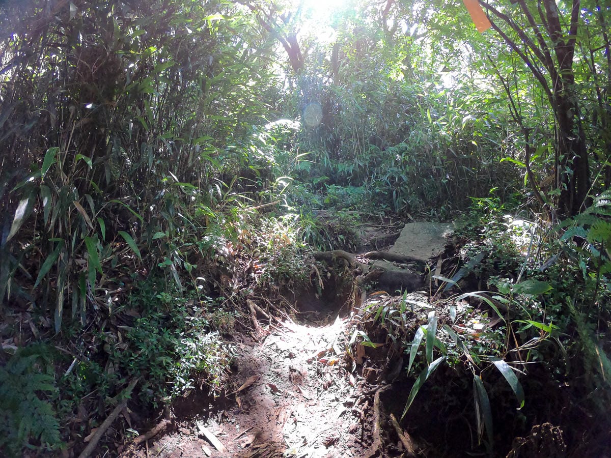 小觀音山群峰 北投三芝健行 直上小觀音山西峰唯美箭竹草坡