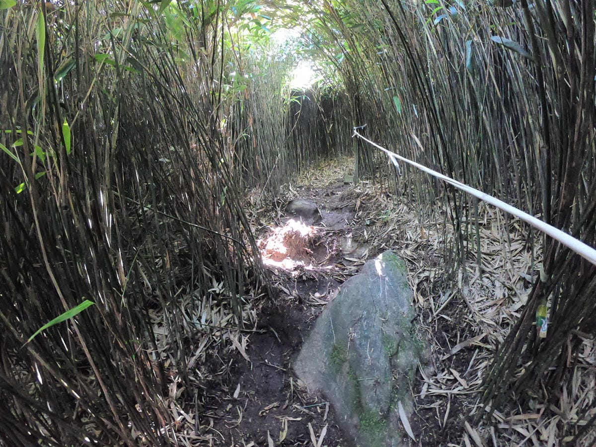 小觀音山群峰 北投三芝健行 直上小觀音山西峰唯美箭竹草坡