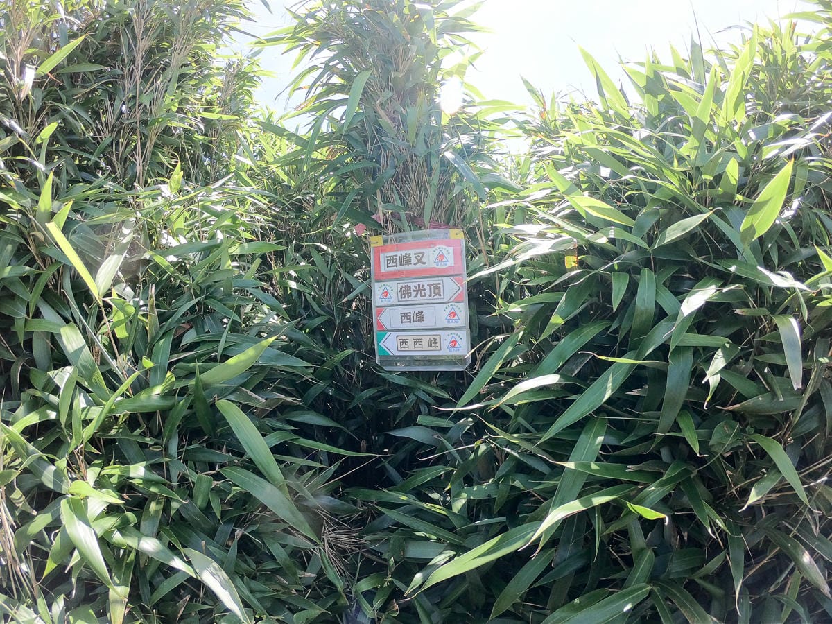 小觀音山群峰 北投三芝健行 直上小觀音山西峰唯美箭竹草坡