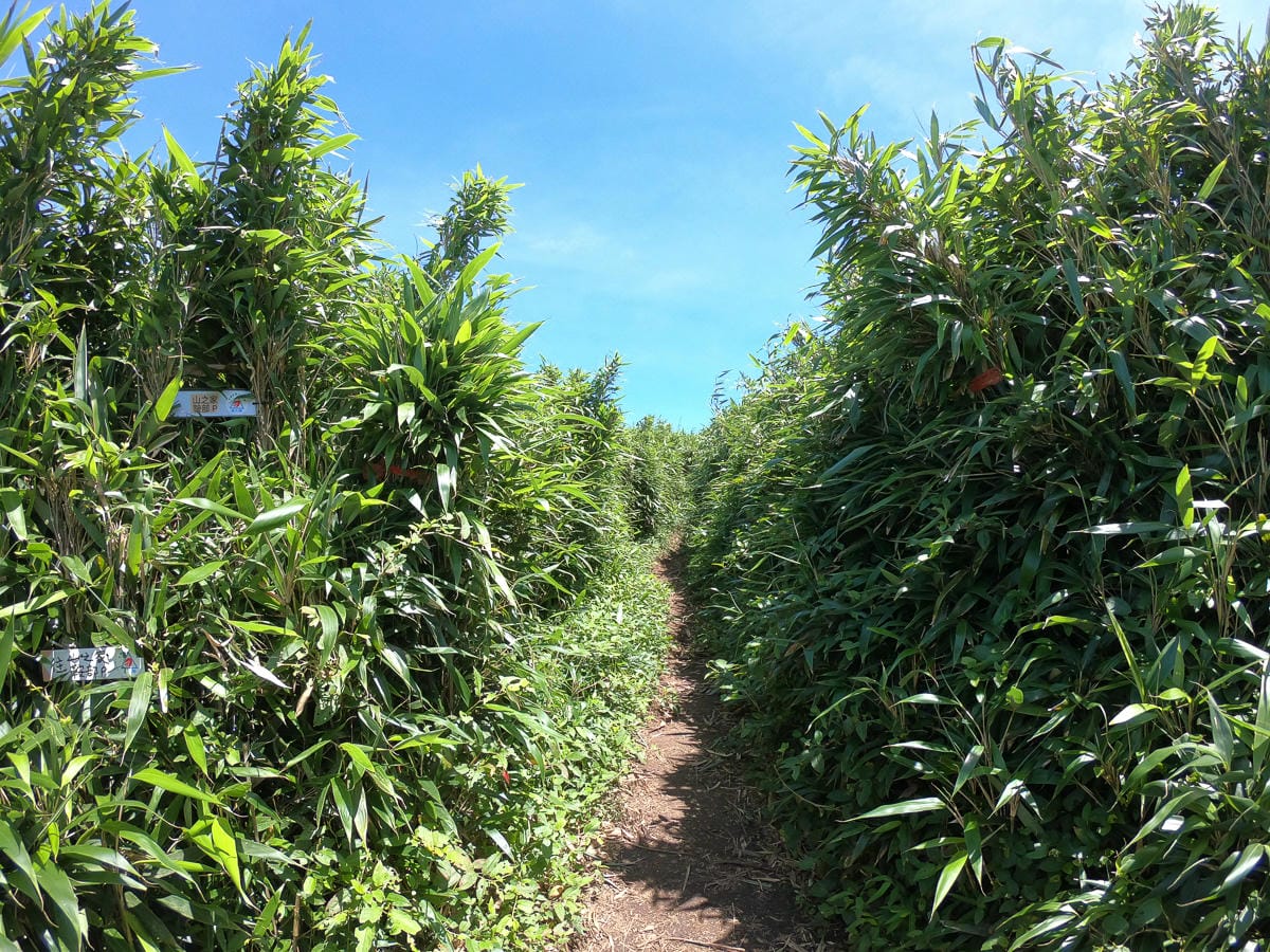 小觀音山群峰 北投三芝健行 直上小觀音山西峰唯美箭竹草坡