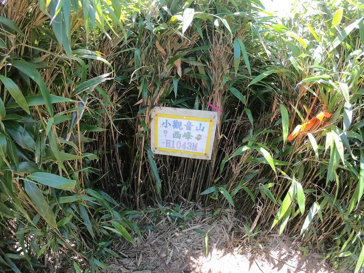 小觀音山群峰 北投三芝健行 直上小觀音山西峰唯美箭竹草坡