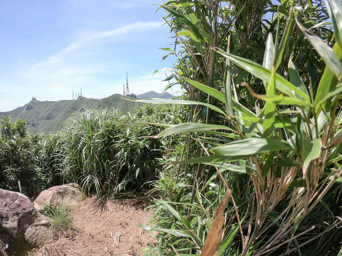 小觀音山群峰 北投三芝健行 直上小觀音山西峰唯美箭竹草坡
