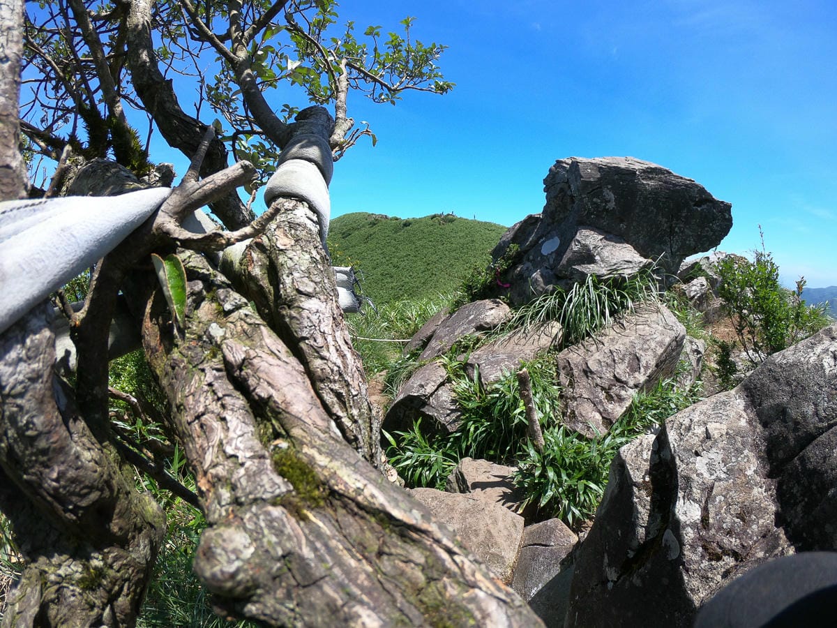 小觀音山群峰 北投三芝健行 直上小觀音山西峰唯美箭竹草坡