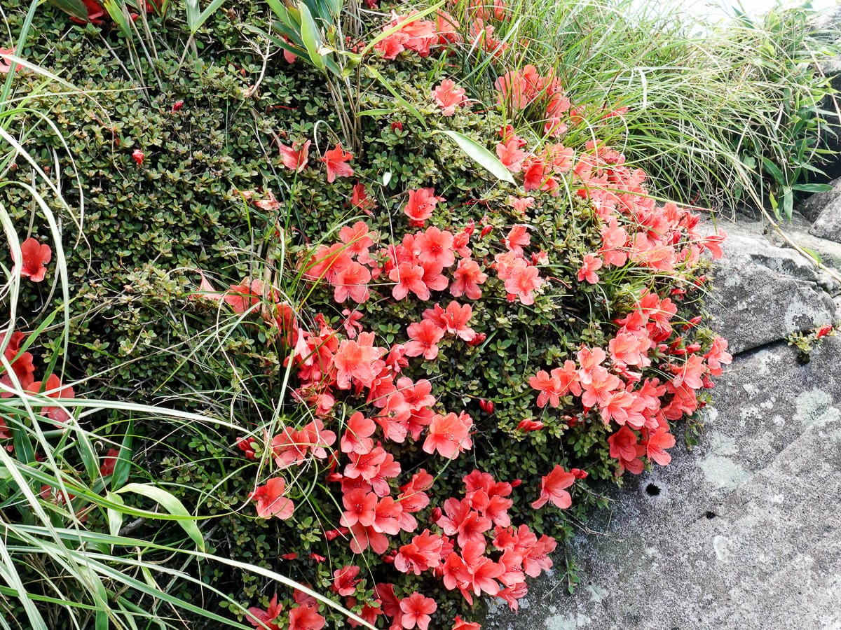 小觀音山群峰 北投三芝健行 直上小觀音山西峰唯美箭竹草坡