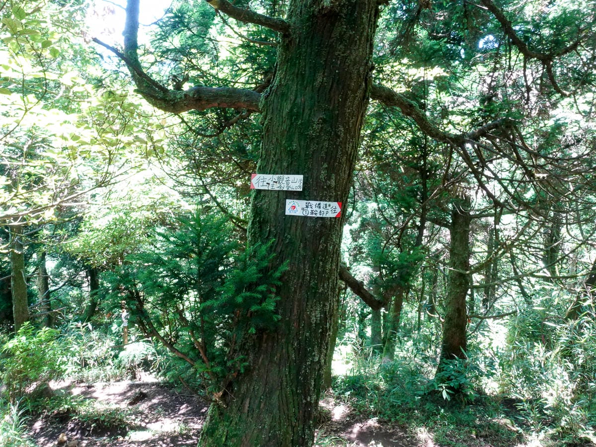 小觀音山群峰 北投三芝健行 直上小觀音山西峰唯美箭竹草坡