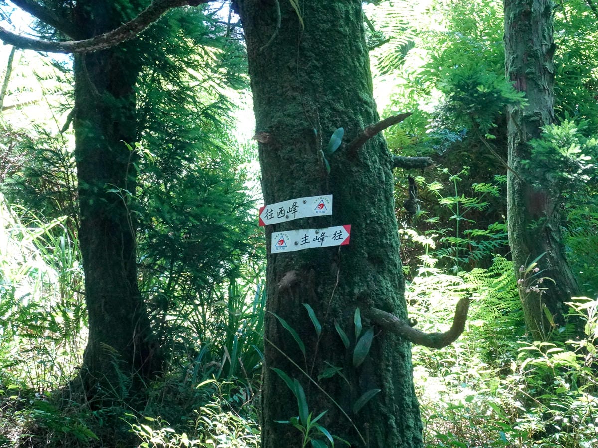 小觀音山群峰 北投三芝健行 直上小觀音山西峰唯美箭竹草坡