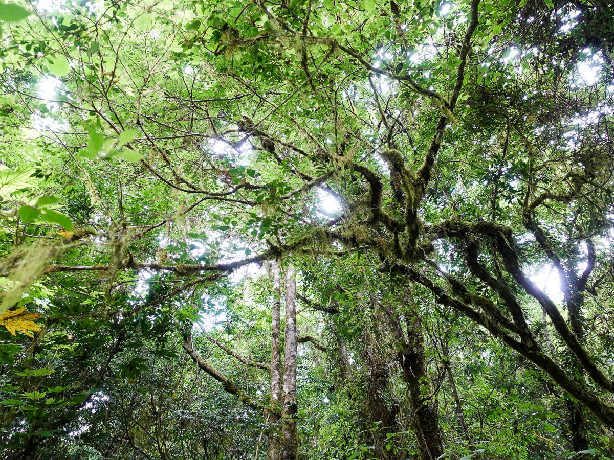 宜蘭加羅湖 加太縱走兩日露營太平山 倒木跨到飽會吃鞋的泥沼(上