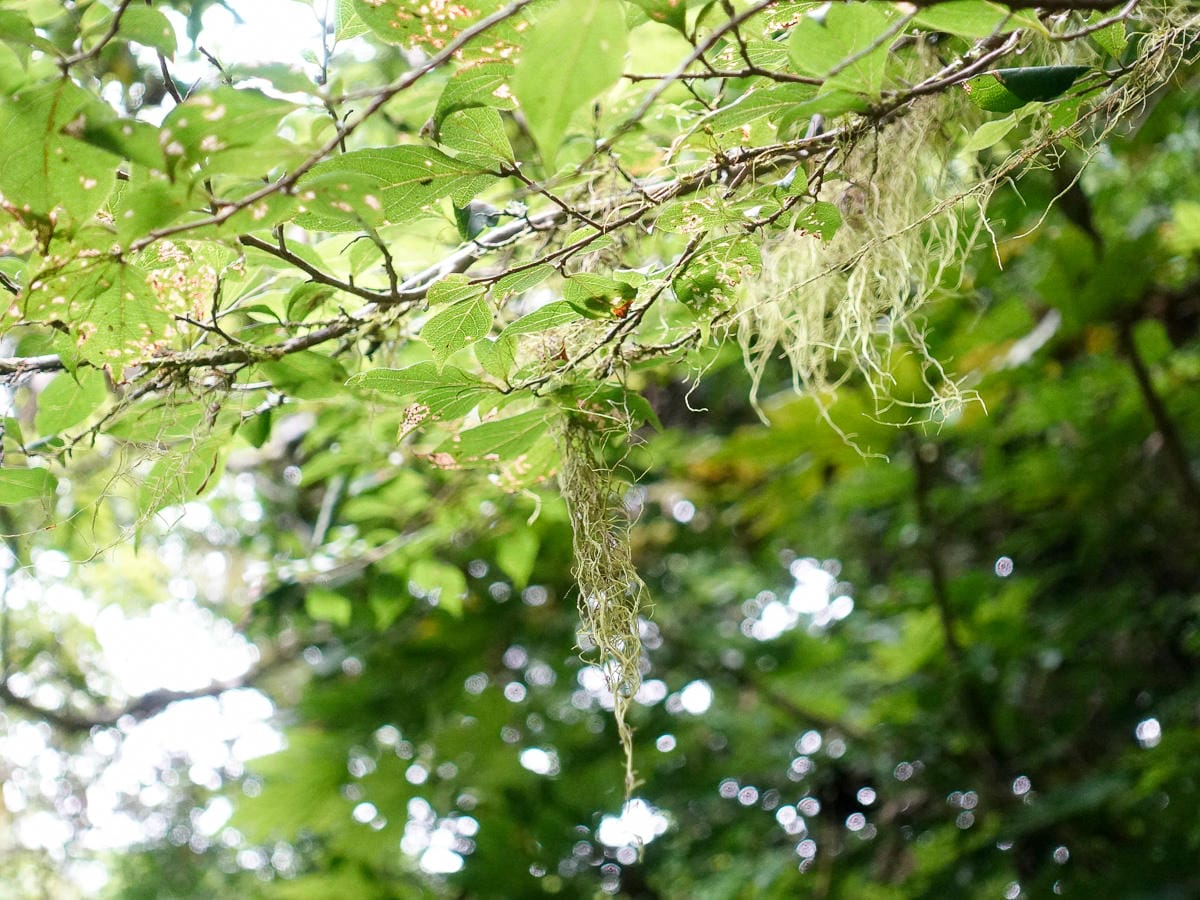 宜蘭加羅湖 加太縱走兩日露營太平山 倒木跨到飽會吃鞋的泥沼(上