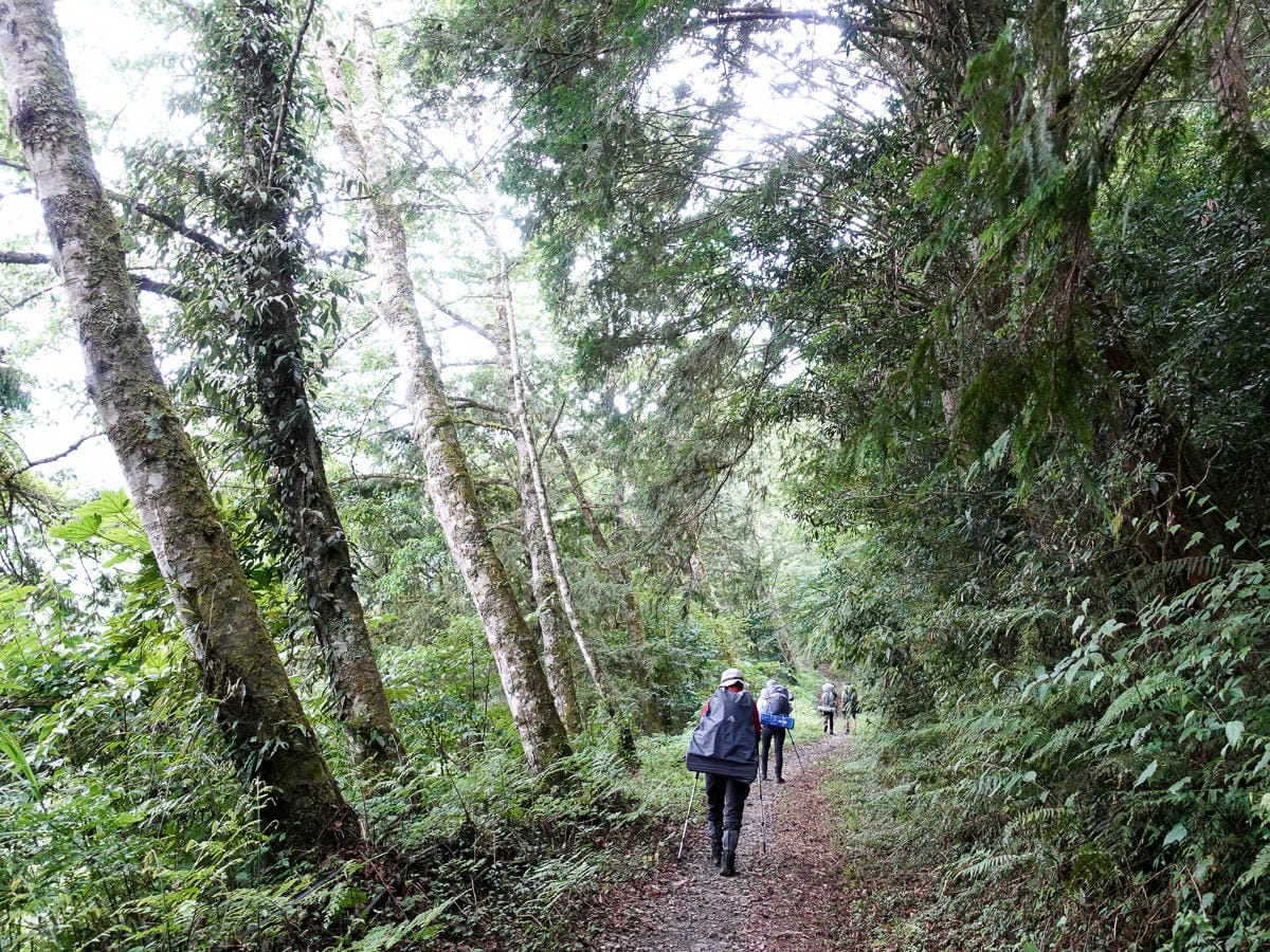 宜蘭加羅湖 加太縱走兩日露營太平山 倒木跨到飽會吃鞋的泥沼(上