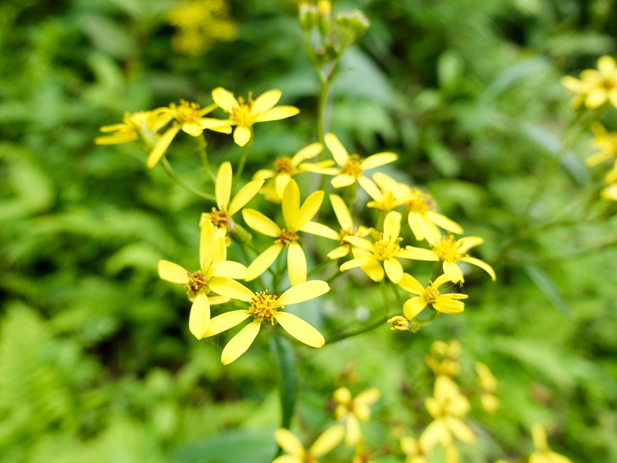 宜蘭加羅湖 加太縱走兩日露營太平山 倒木跨到飽會吃鞋的泥沼(上