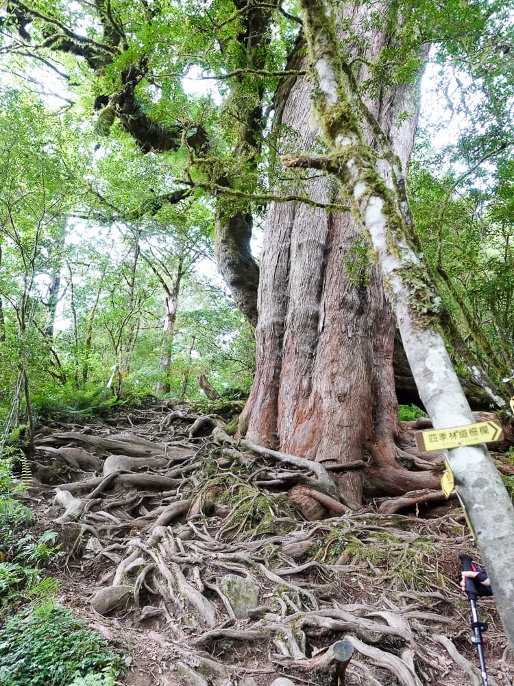 宜蘭加羅湖 加太縱走兩日露營太平山 倒木跨到飽會吃鞋的泥沼(上