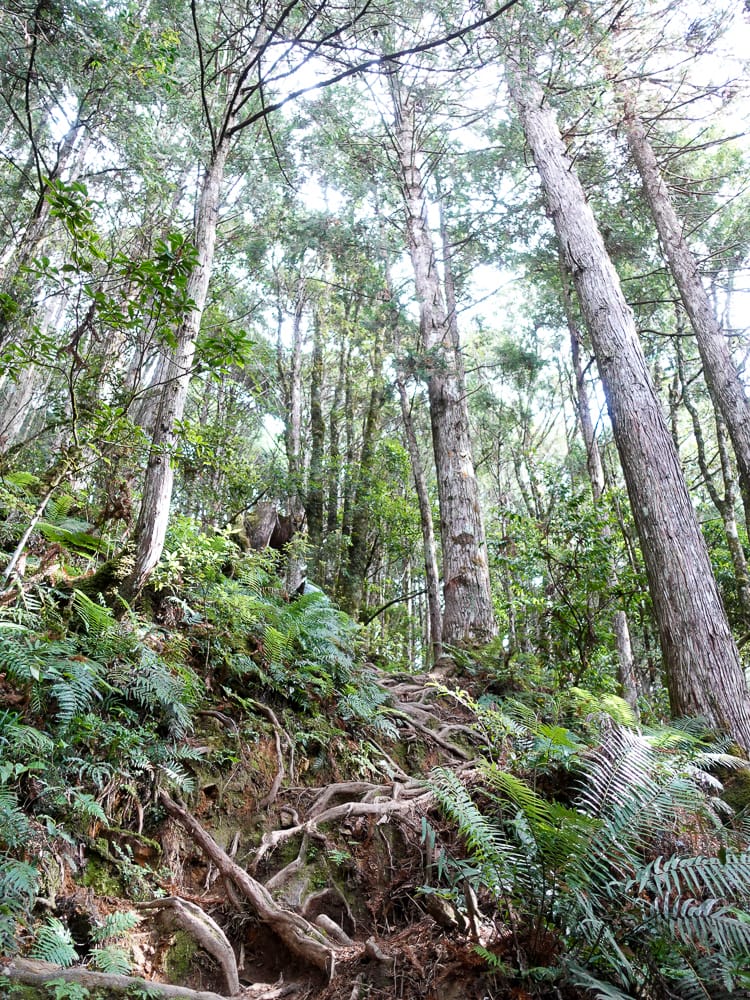 宜蘭加羅湖 加太縱走兩日露營太平山 倒木跨到飽會吃鞋的泥沼(上