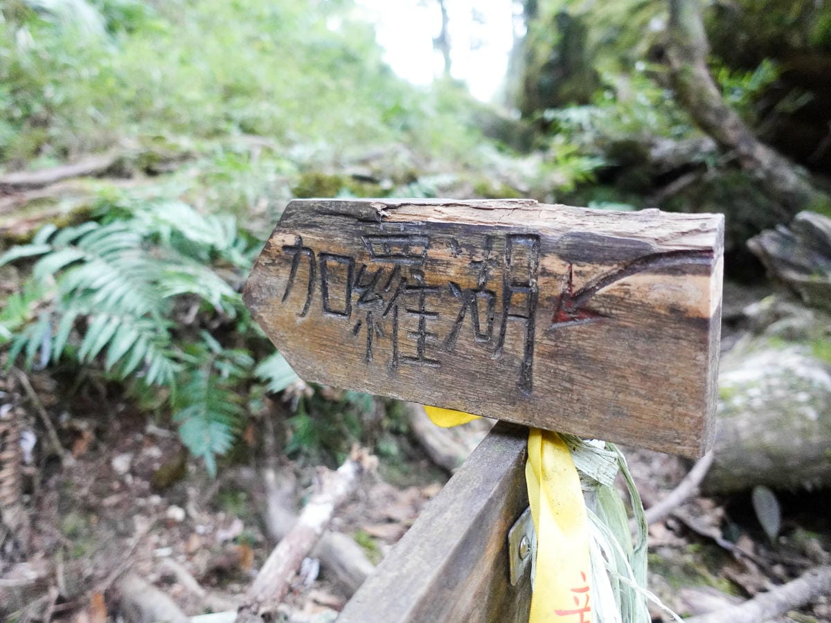 宜蘭加羅湖 加太縱走兩日露營太平山 倒木跨到飽會吃鞋的泥沼(上
