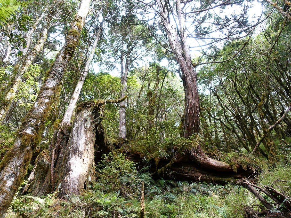 宜蘭加羅湖 加太縱走兩日露營太平山 倒木跨到飽會吃鞋的泥沼(上