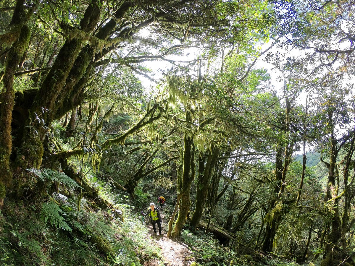 宜蘭加羅湖 加太縱走兩日露營太平山 倒木跨到飽會吃鞋的泥沼(上