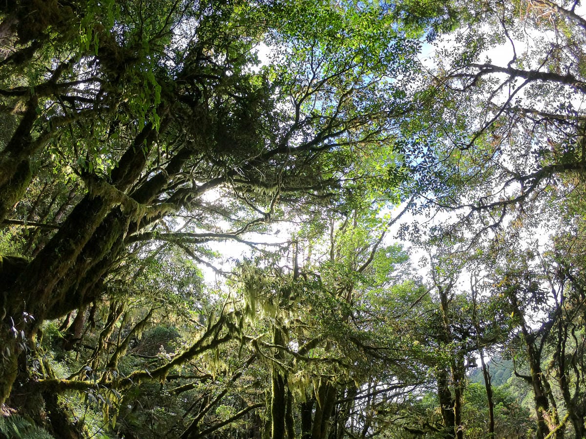 宜蘭加羅湖 加太縱走兩日露營太平山 倒木跨到飽會吃鞋的泥沼(上